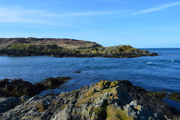 Fototapeta na wymiar Seals at the isle of man
