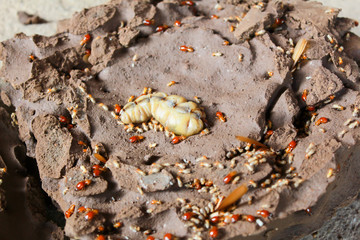 Termite queen lying in the nest.