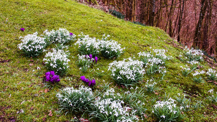 Obraz premium Snowdrops and crocuses on green grass with trees in the background.