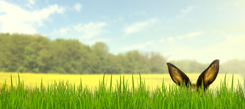 Osterhase im Gras, Feld, Rapsfeld