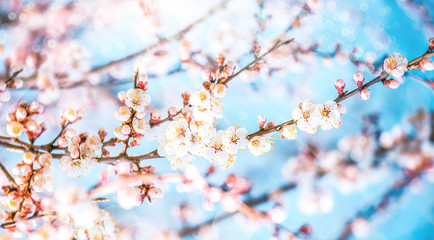 White apricot flowers. Beautiful flowering apricot tree. Background with blooming peach flowers in spring day, sun beams backlight, blue sky, bokeh.
