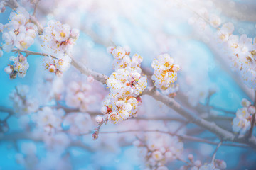 White apricot flowers. Beautiful flowering apricot tree. Background with blooming peach flowers in spring day, sun beams backlight, blue sky, bokeh.