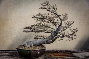 Keuken spatwand met foto Bonsai © John