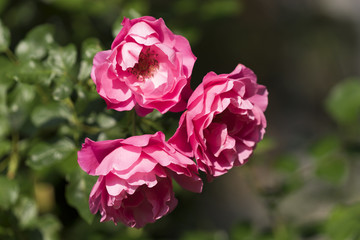Pinke Rosen im Spätsommer
