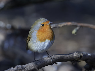 European robin (Erithacus rubecula)