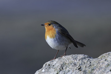 European robin (Erithacus rubecula)