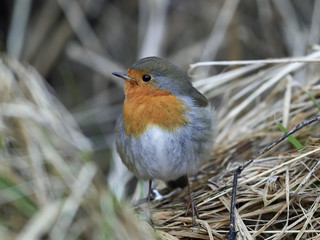 European robin (Erithacus rubecula)