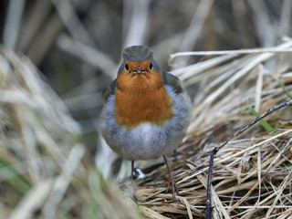 European robin (Erithacus rubecula)