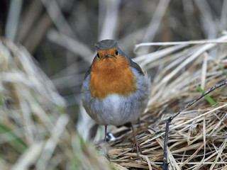 European robin (Erithacus rubecula)
