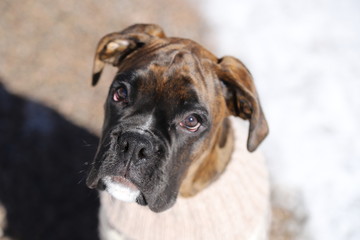 Cute boxer puppy with clothes