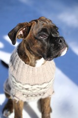 Cute boxer puppy with clothes