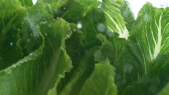 Water droplets on romani lettuce. Shot with high speed camera, phantom flex 4K. Slow Motion.