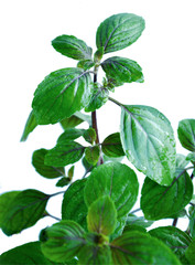 Leaves  of Ocimum sanctum, holy basil, or tulasi or tulsi  on white background