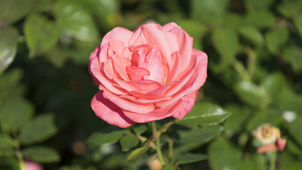 Obraz premium Rosa Rose im Sonnenlicht