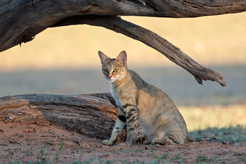 An African wild cat (Felis silvestris lybica), Kalahari desert, South Africa. - obrazy, fototapety, plakaty