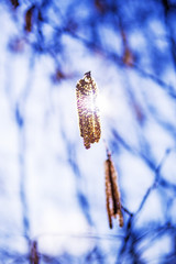 Hazelnut blossom in back light