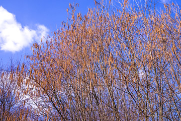 Hazelnut blossom in Germany in springtime