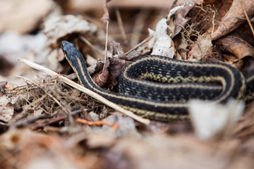 Garter Snake