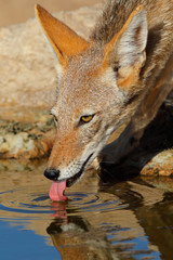 Portrait of a black-backed jackal (Canis mesomelas) drinking water, Kalahari desert, South Africa.