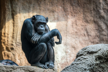 Fototapeta na wymiar Old chimpanzee
