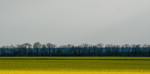 Obraz premium field of flowering rape. Panoramic and web banner format.