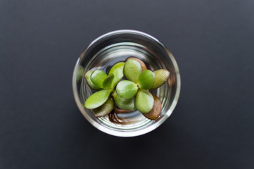 Top view of the glass flask with clean water and green succelnt plant inside laying on the dark background. Concept of ecology, treatment, care, healthcare, environment, nature protection, Earth day.
