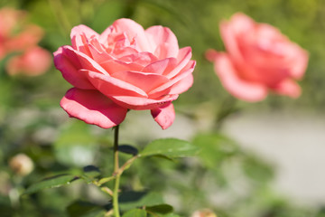 Rosa Rosen im Sonnenlicht