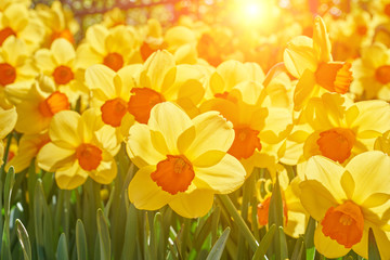 Bright vivid yellow daffodils flowers