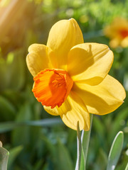 One yellow narcissus