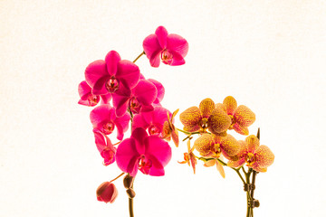 Obraz premium Kwiat storczyka na białym tle