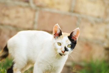 Cute young triciolor cat outdoor in the garden 