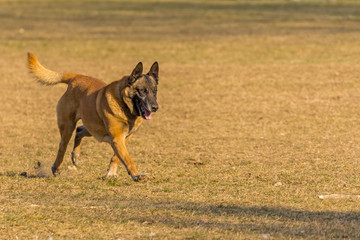 dog runs in the park