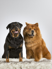 Friends. Two dogs in a studio. Chow Chow and rottweiler portrait.