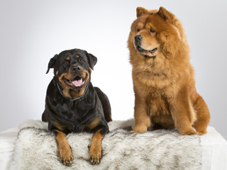 Friends. Two dogs in a studio. Chow Chow and rottweiler portrait.