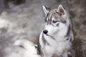 siberian husky dog portrait