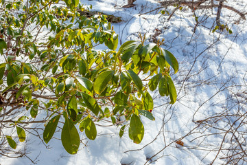 Fresh green leafs and grass spring time in forest