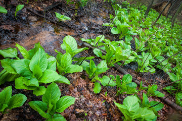 Fresh green leafs and grass spring time in forest