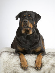 Rottweiler dog portrait. Image taken in a studio with white background. Guarding dog, head portrait.