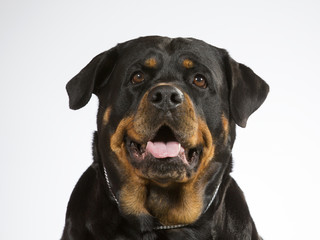 Obraz premium Rottweiler dog portrait. Image taken in a studio with white background. Guarding dog, head portrait.