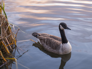 Canada Goose