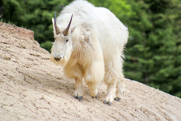 Mountain Goat Scaling Rocks