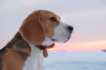 Beagle dog on a walk at sunset on a March evening