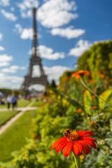 Blooming flower with bee on Eiffel Tower at background