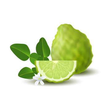 Isolated colored green whole and slice of juicy bergamot, kaffir lime with green leaves, white flower and shadow on white background. Realistic wedge citrus fruit.