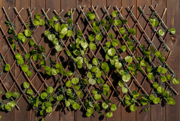 Convolvulaceae, loach, artificial plant, green leaves of the creeper on the wall