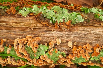 Moss and lichen on the old fallen tree
