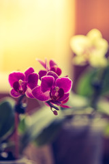 Fototapeta na wymiar Blühende, weiße Orchidee. Schönheit 