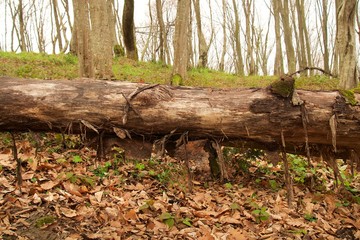 Autumn forest. The trunk of a fallen tree on the grass.