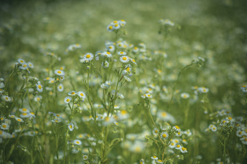 Flowering. Chamomile. Blooming chamomile field
