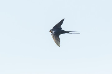 Barn Swallow Hirundo rustica resting closeup